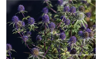 Gartenbaumschule Becker