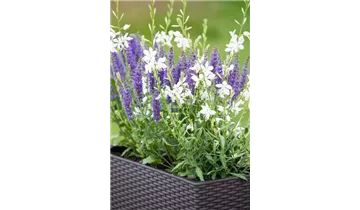 Gartenbaumschule Becker