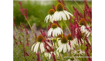 Gartenbaumschule Becker
