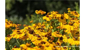 Gartenbaumschule Becker