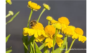 Gartenbaumschule Becker