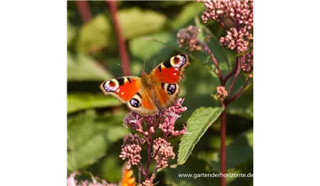 Gartenbaumschule Becker