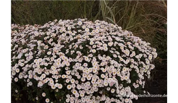 Gartenbaumschule Becker