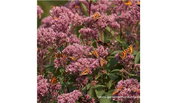 Gartenbaumschule Becker