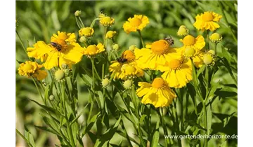 Gartenbaumschule Becker