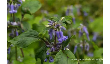 Gartenbaumschule Becker