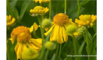 Gartenbaumschule Becker