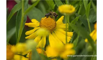 Gartenbaumschule Becker