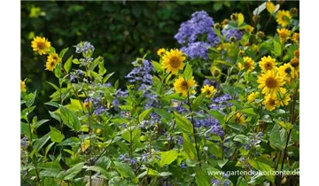 Gartenbaumschule Becker