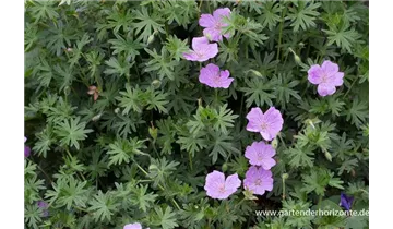 Gartenbaumschule Becker