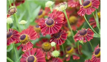 Gartenbaumschule Becker