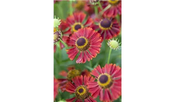 Gartenbaumschule Becker