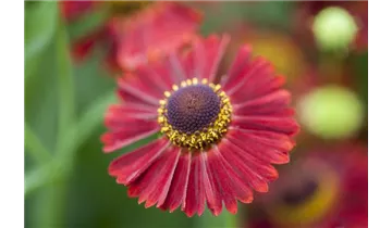 Gartenbaumschule Becker