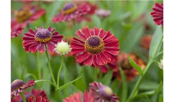 Gartenbaumschule Becker