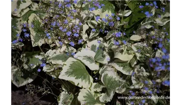 Gartenbaumschule Becker