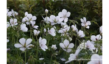 Gartenbaumschule Becker