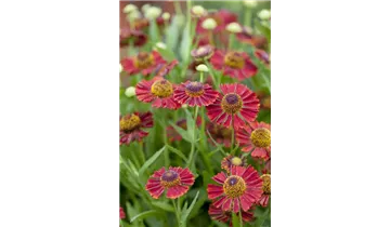 Gartenbaumschule Becker