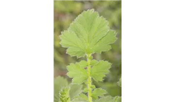 Gartenbaumschule Becker