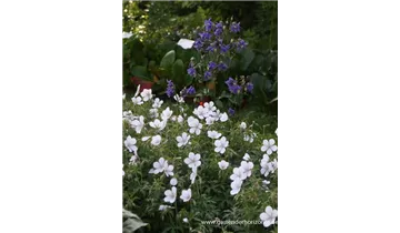 Gartenbaumschule Becker