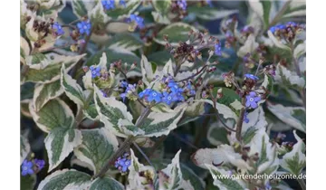 Gartenbaumschule Becker