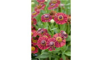 Gartenbaumschule Becker