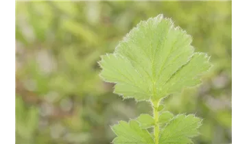 Gartenbaumschule Becker