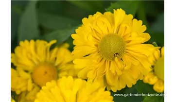 Gartenbaumschule Becker