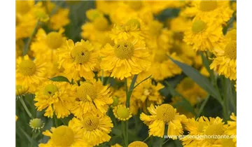 Gartenbaumschule Becker