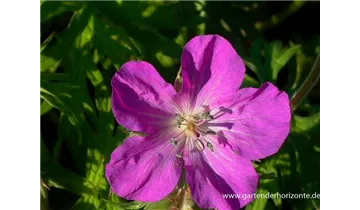 Gartenbaumschule Becker