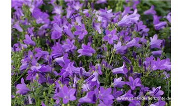 Gartenbaumschule Becker