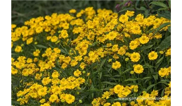 Gartenbaumschule Becker