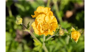 Gartenbaumschule Becker