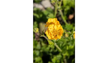 Gartenbaumschule Becker