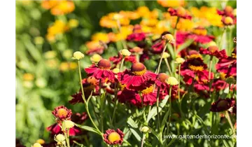 Gartenbaumschule Becker