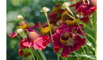 Gartenbaumschule Becker