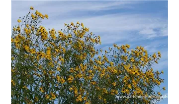 Gartenbaumschule Becker
