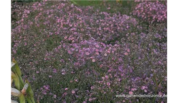 Gartenbaumschule Becker