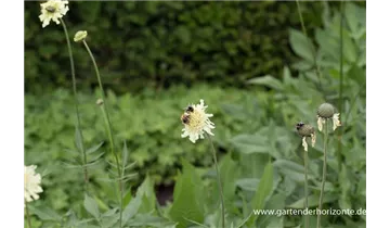 Gartenbaumschule Becker