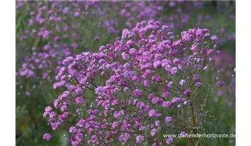 Gartenbaumschule Becker