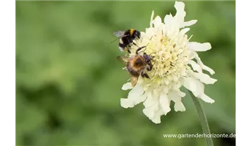 Gartenbaumschule Becker