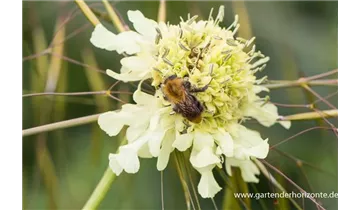 Gartenbaumschule Becker