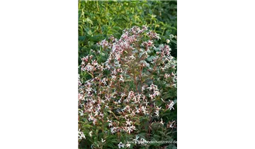 Gartenbaumschule Becker
