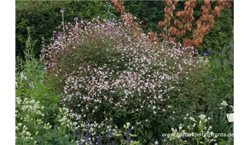 Gartenbaumschule Becker