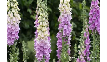 Gartenbaumschule Becker