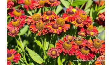 Gartenbaumschule Becker