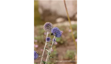 Gartenbaumschule Becker