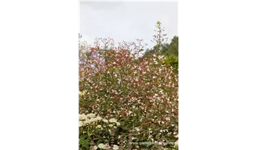 Gartenbaumschule Becker