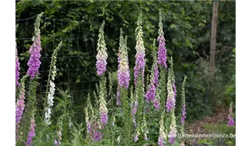 Gartenbaumschule Becker
