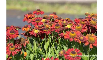 Gartenbaumschule Becker