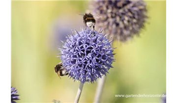 Gartenbaumschule Becker